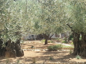 Olivenbäume in dem Garten, wo Jesus verraten wurde.