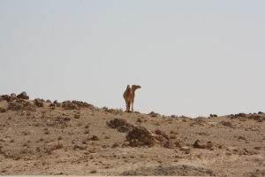 ... Und ich glaube, es weiß das auch. :) Modelndes Kamel, die Zweite